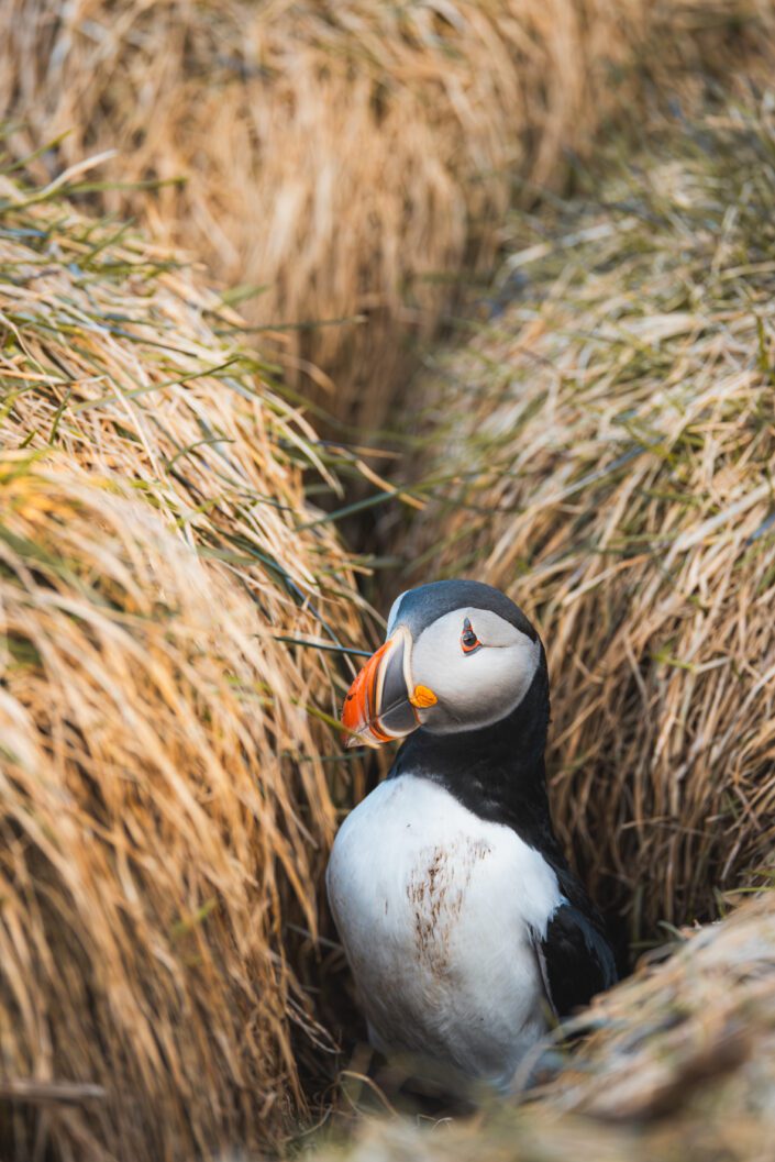 Puffin, Island