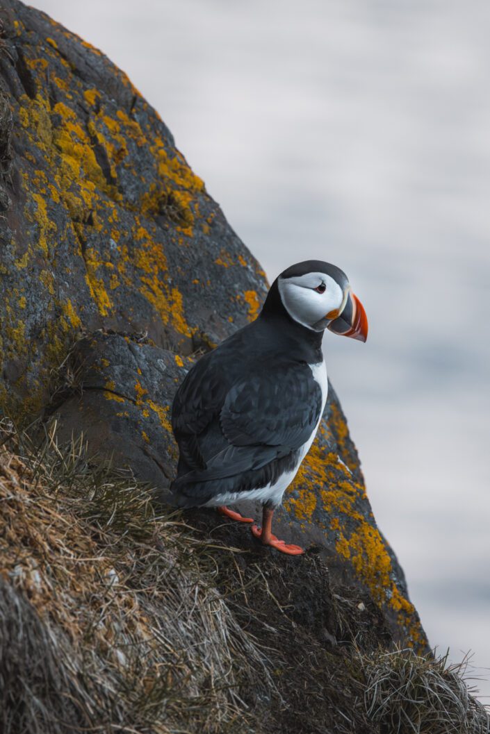 Puffin, Island